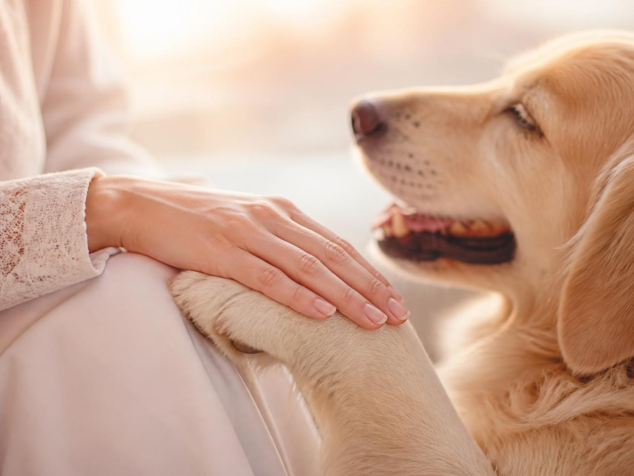 A gentle hand resting on a dog's paw in warm light