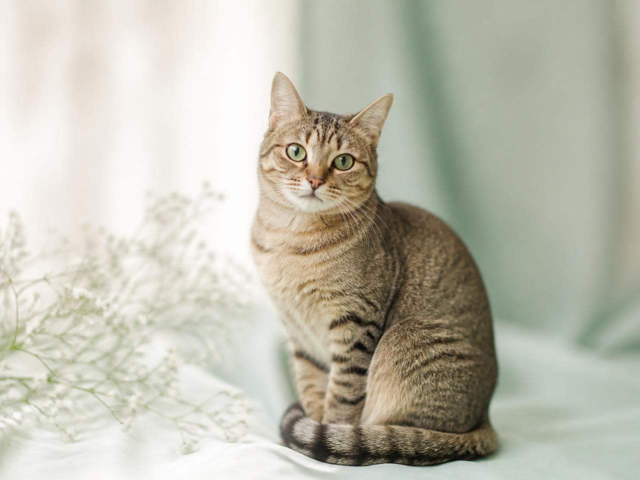 A calm tabby cat resting in soft pastel light